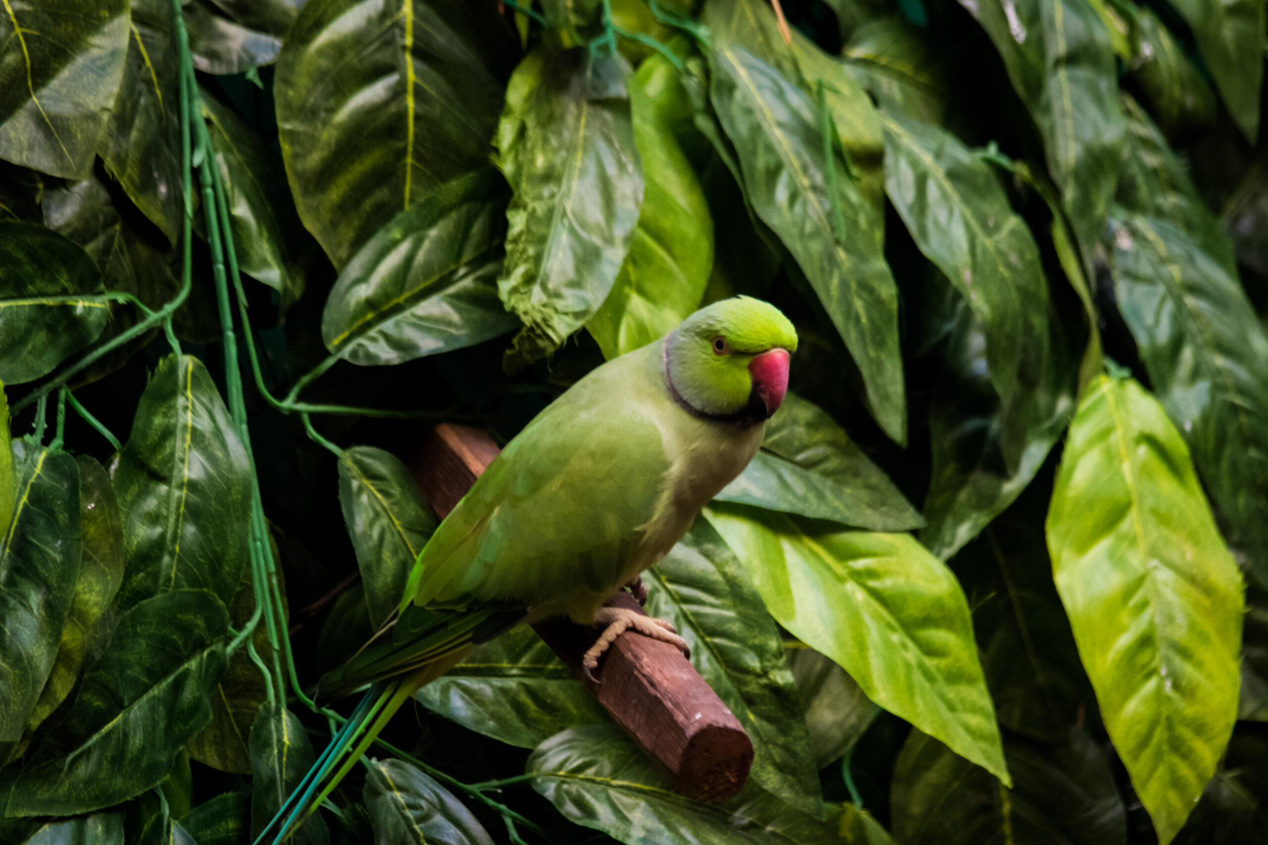 Willa Slavita - bird on the tree 2025 01 09 03 09 49 utc scaled