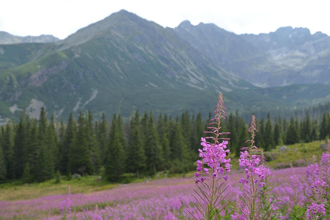 Willa Slavita - buried 4516735 1280